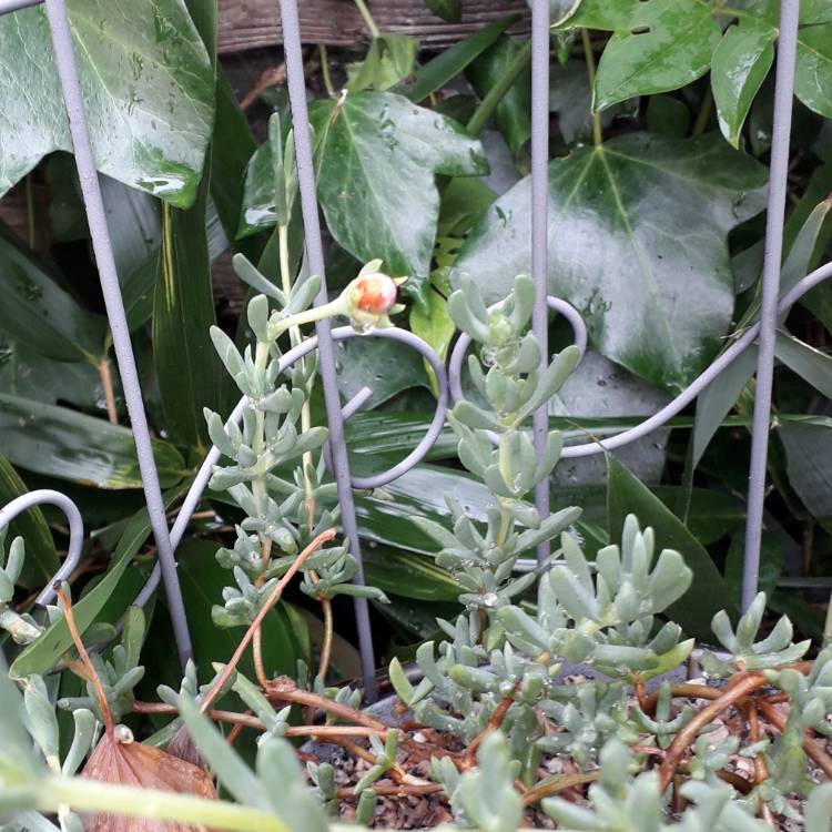 plant image 1177139