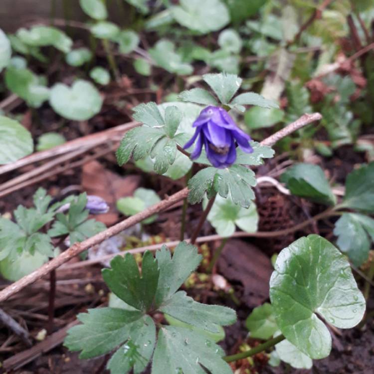 plant image 1236426