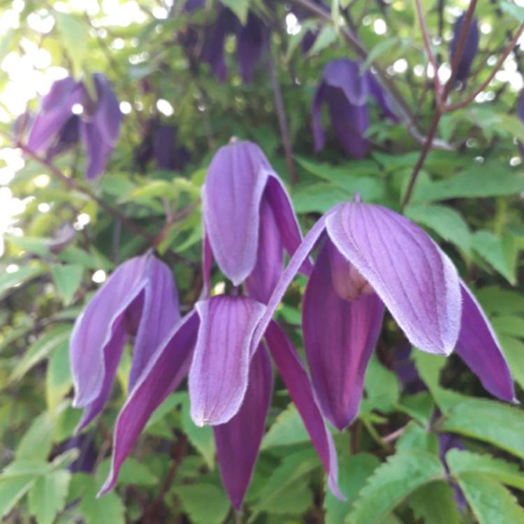 plant image 1266321 plant image 1266321