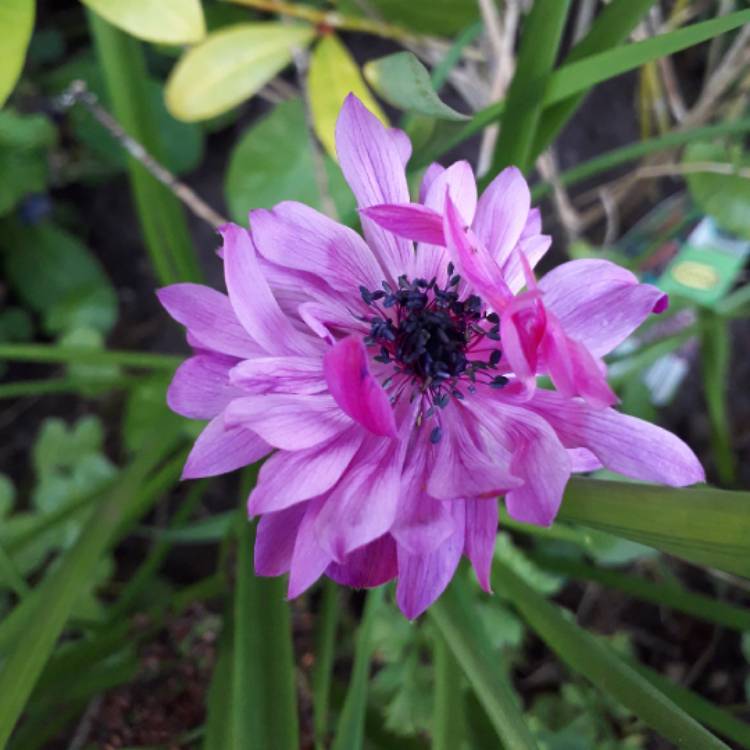 plant image 1266324