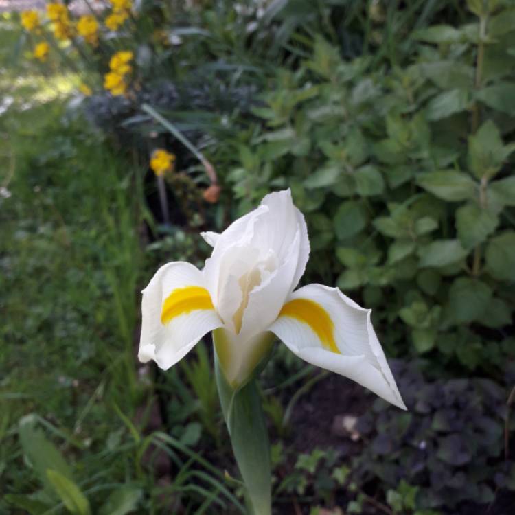 Plant image Iris sanguinea 'Snow Queen'