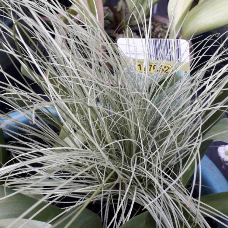 Plant image Carex comans 'Frosted Curls'