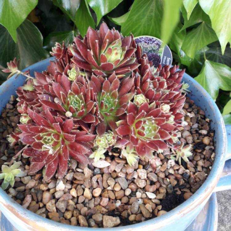 Plant image Sempervivum Arachnoideum Stansfieldii