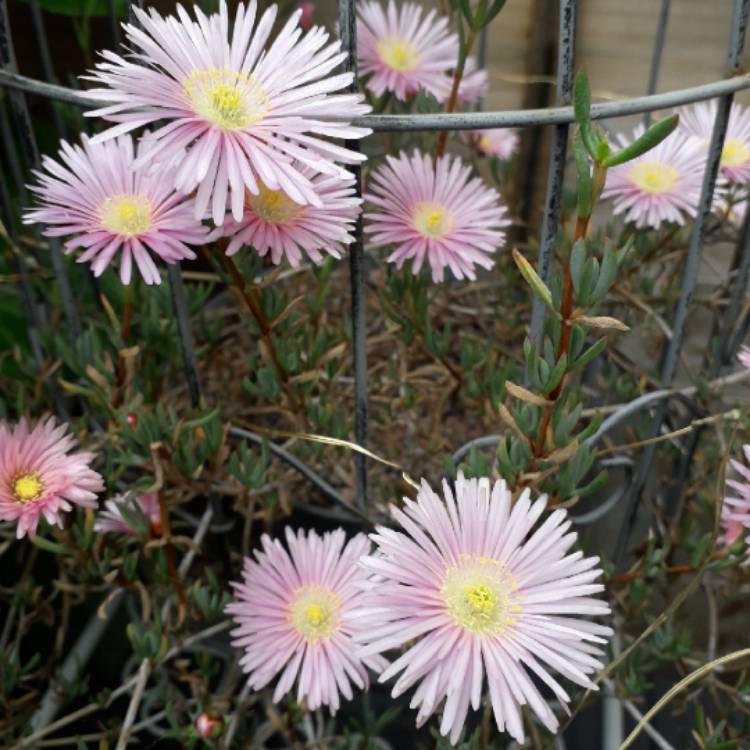 plant image 1323770