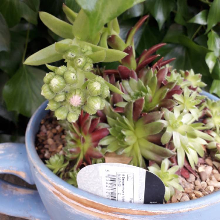 plant image 1323774