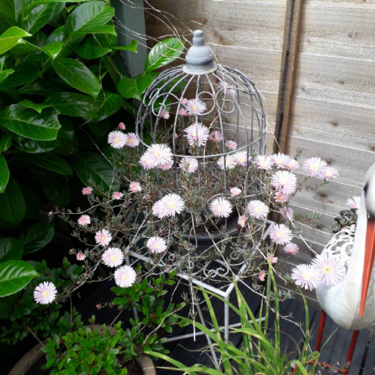 Plant image Lampranthus