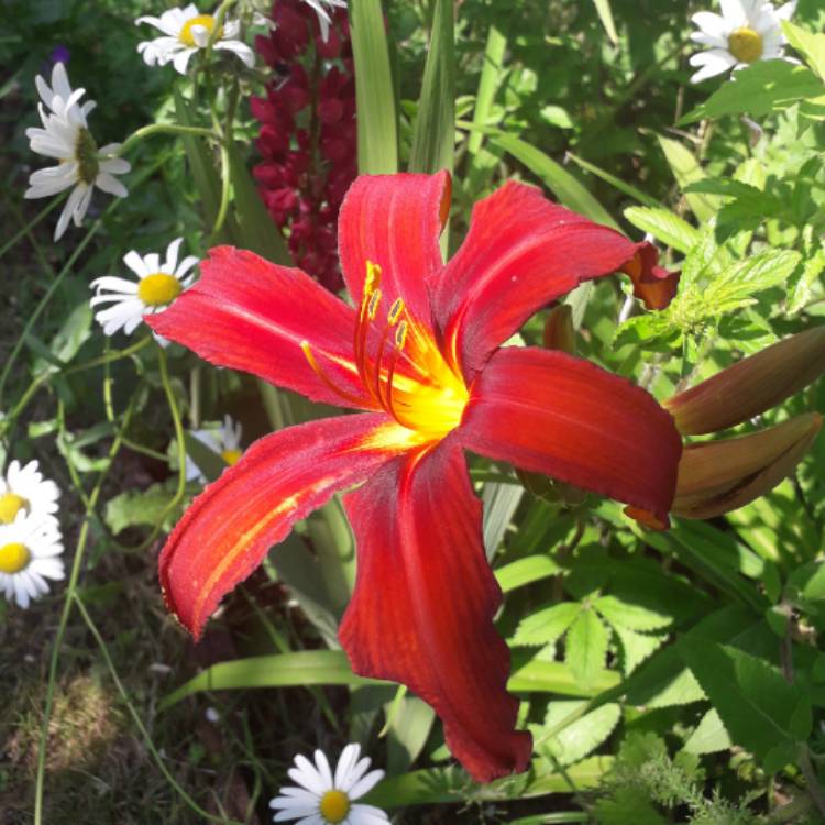 plant image 1354123 plant image 1354123