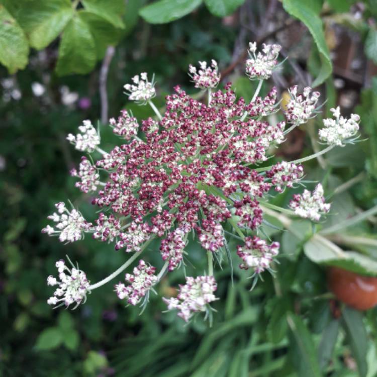 Plant image Daucus carota