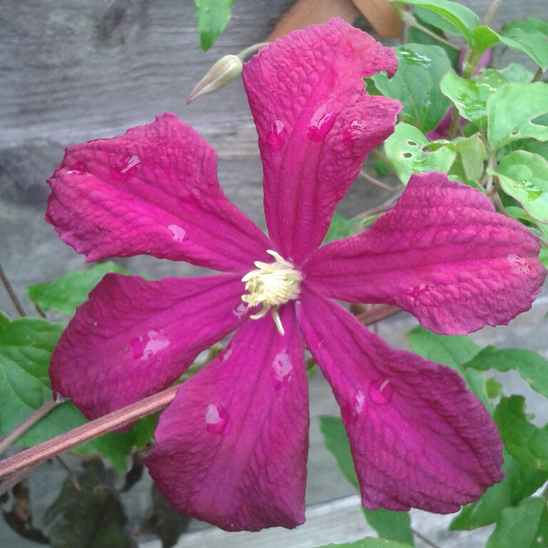 plant image 160027 plant image 160027