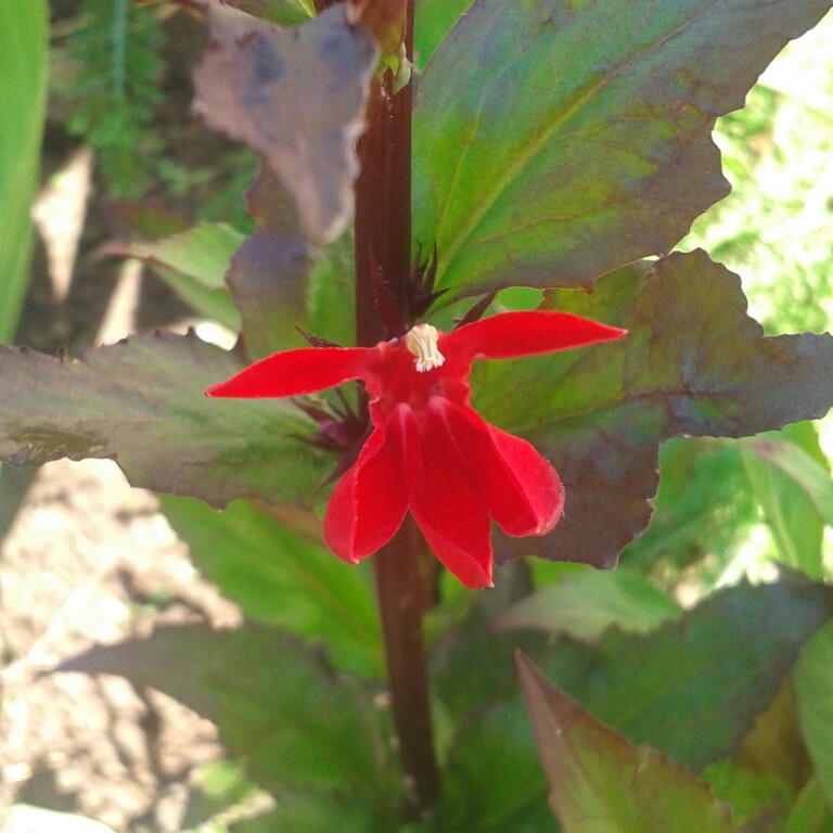 Plant image Lobelia x speciosa 'Fan Scarlet'