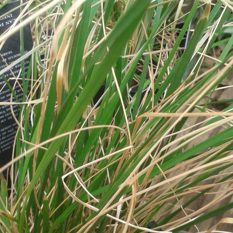 Plant image Deschampsia Goldtau
