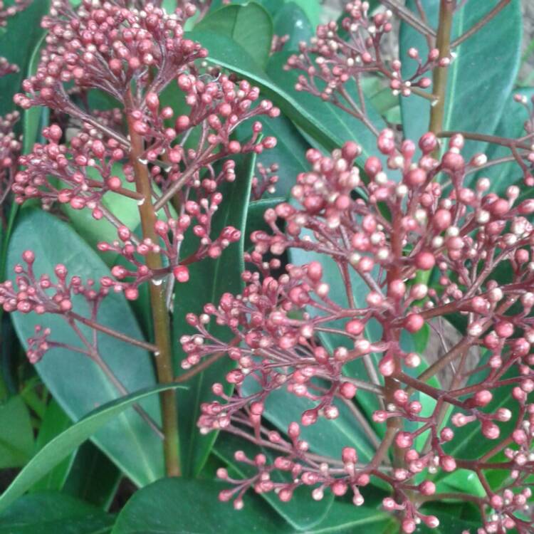 plant image 247237 plant image 247237