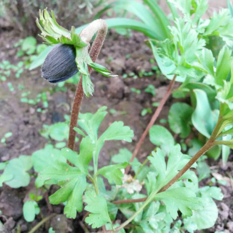 plant image 331504