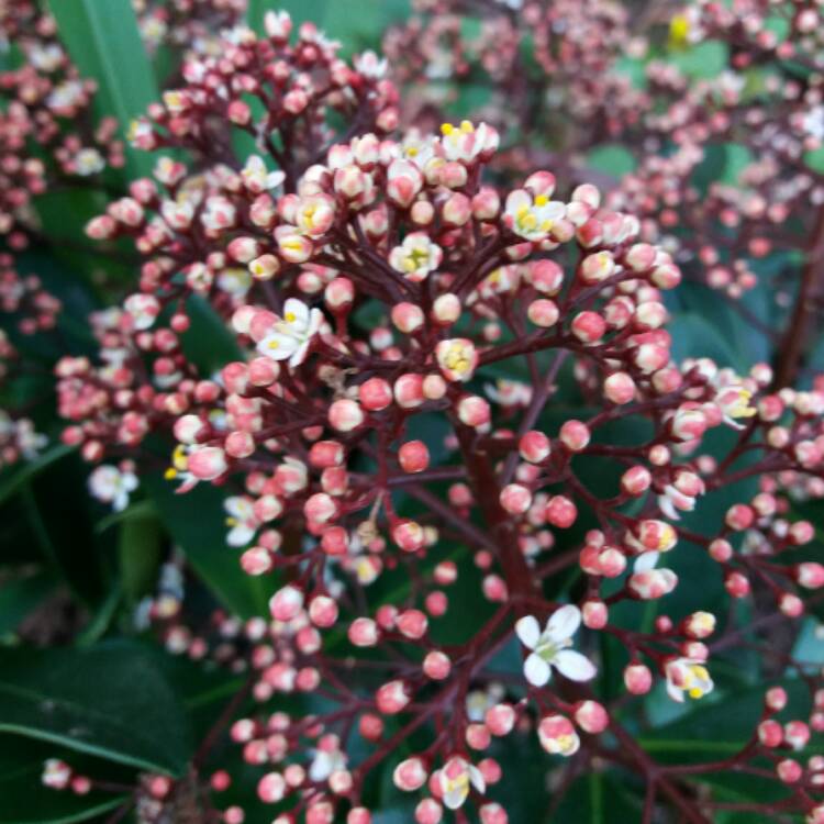plant image 331510 plant image 331510