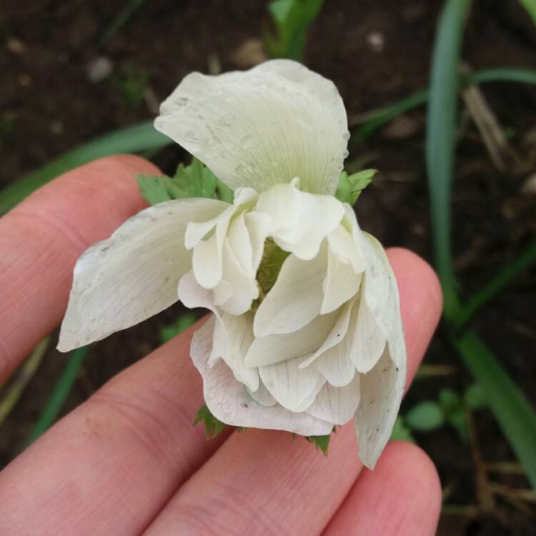 plant image 338460