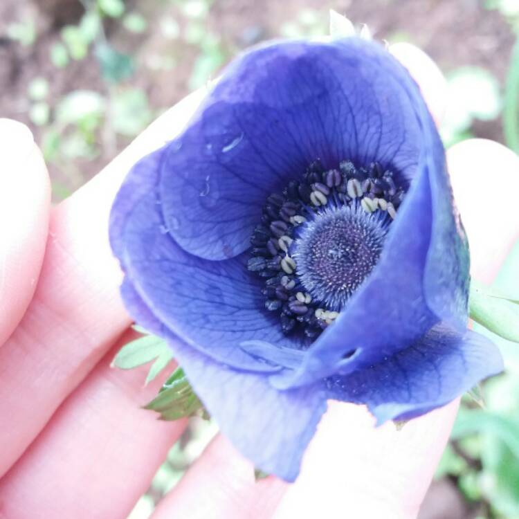 plant image 338463