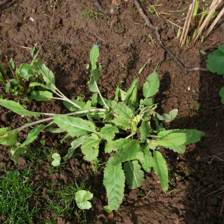 plant image 338474 plant image 338474