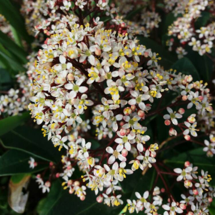 plant image 338478 plant image 338478