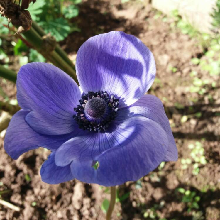 plant image 342482
