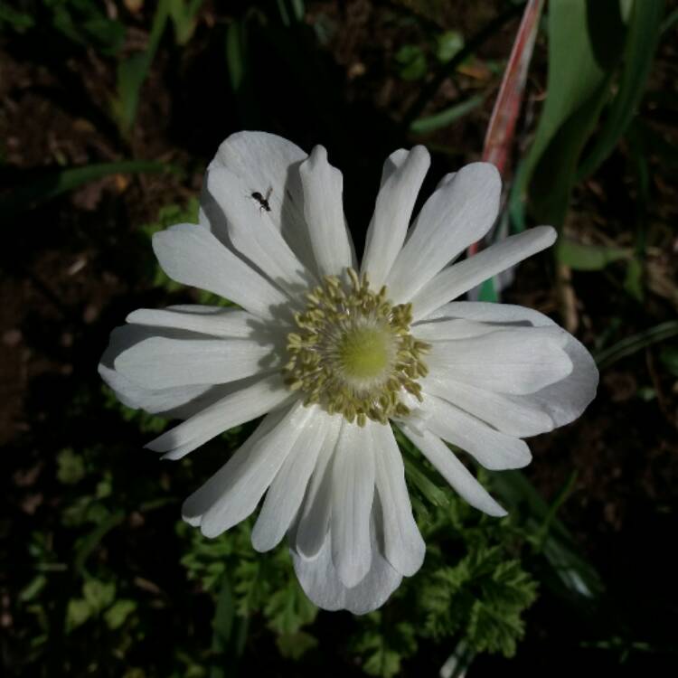 plant image 342490