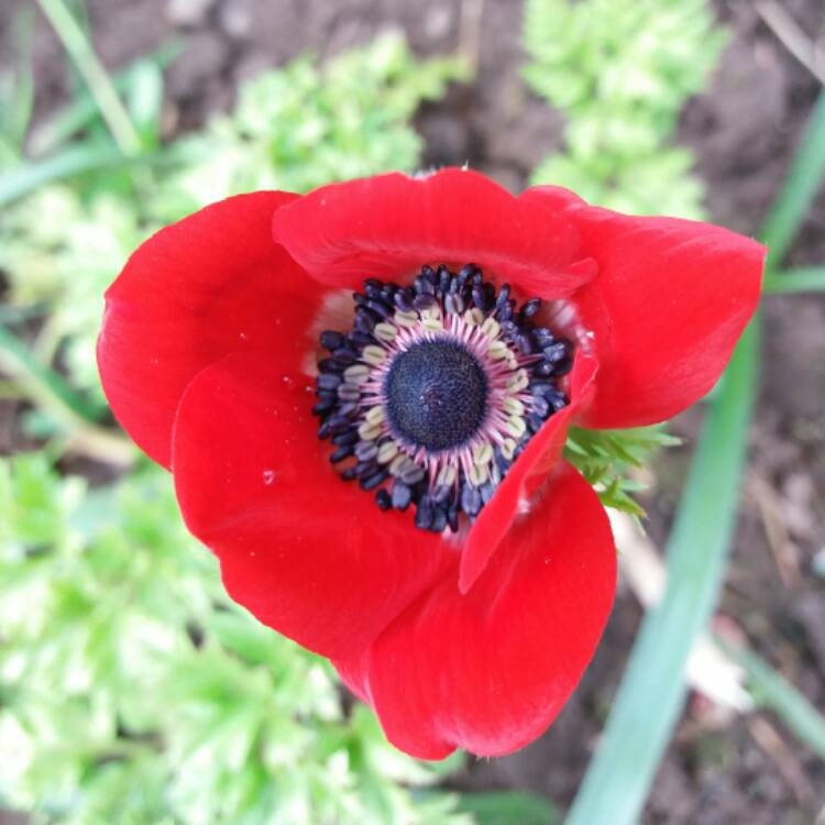 plant image 347543