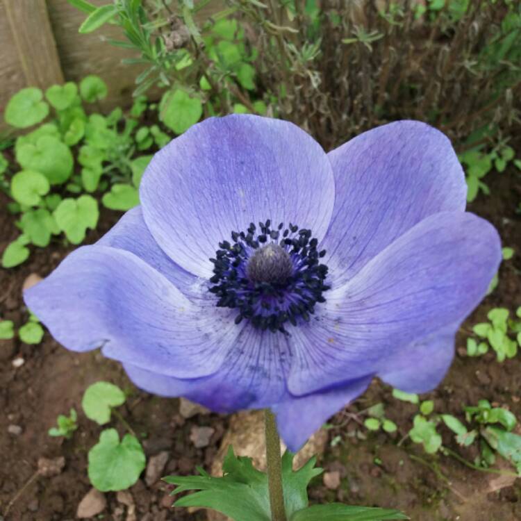 plant image 347552