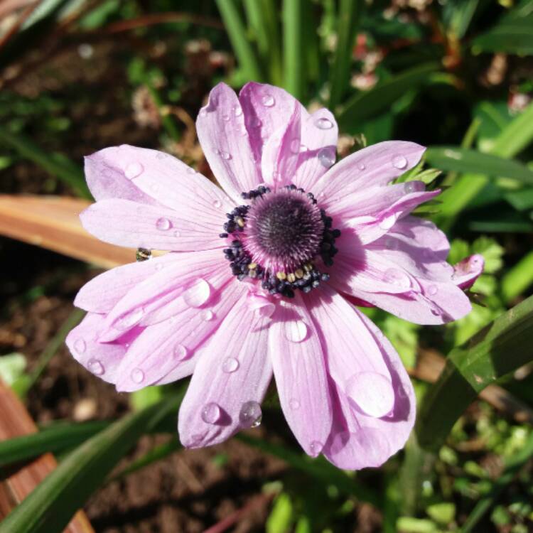 plant image 358497
