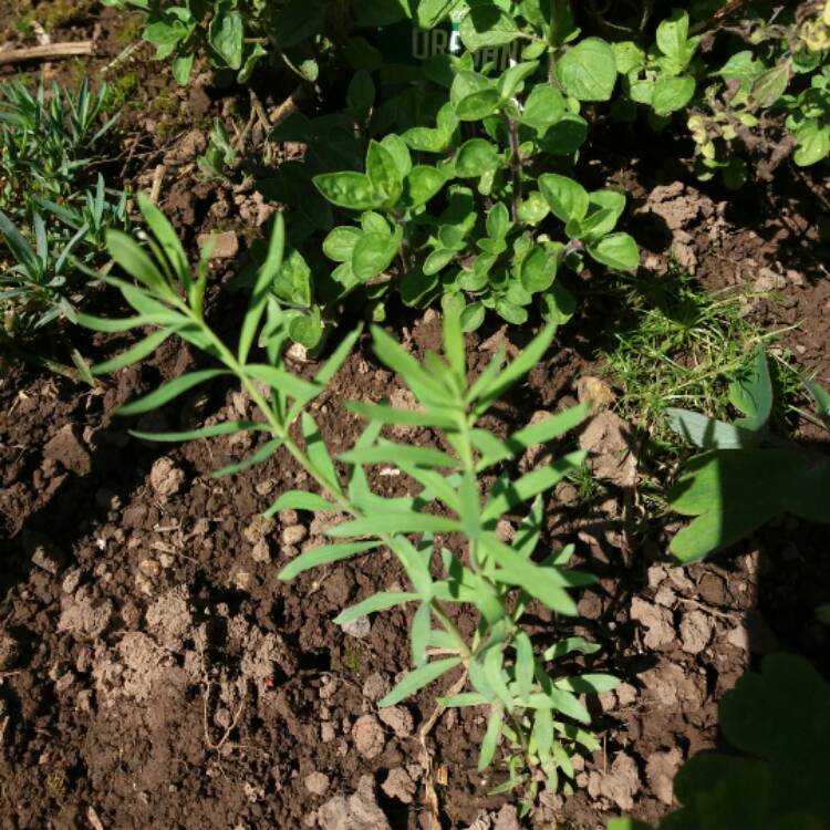 plant image 368254 plant image 368254