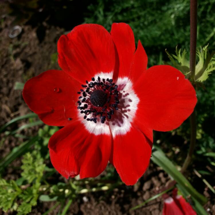 plant image 368277