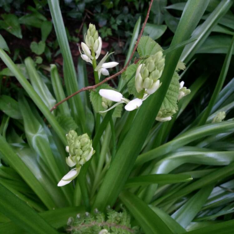 plant image 371544 plant image 371544
