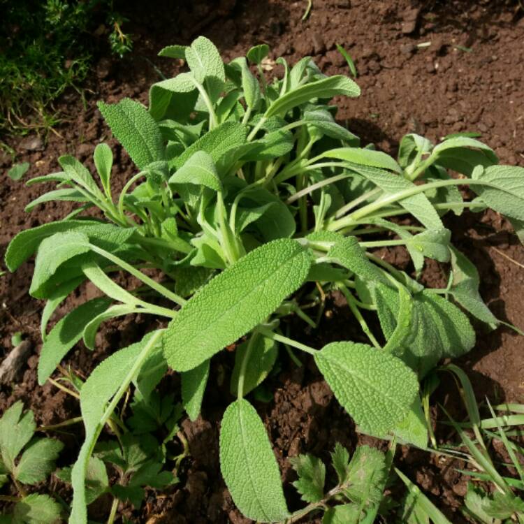 Plant image Salvia Chamaedryoides