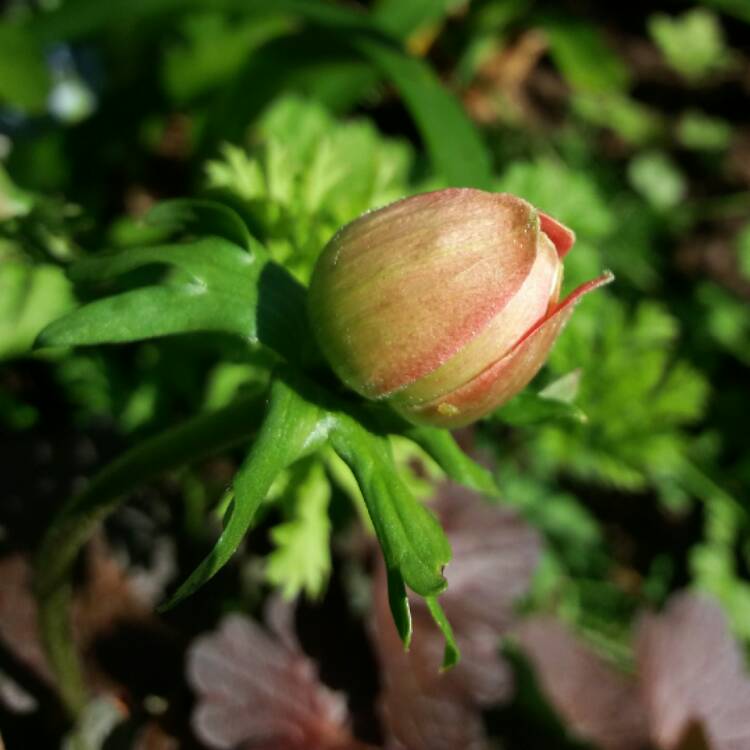 plant image 415764