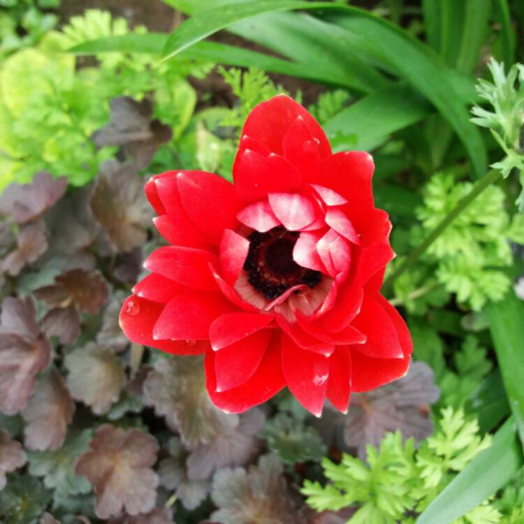 plant image 420138