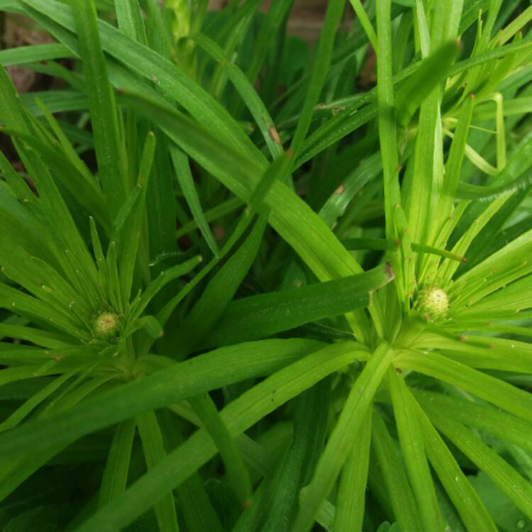 plant image 429515 plant image 429515
