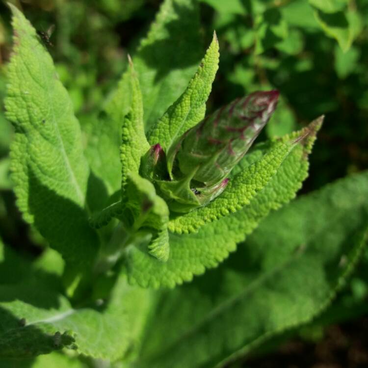 plant image 450926 plant image 450926