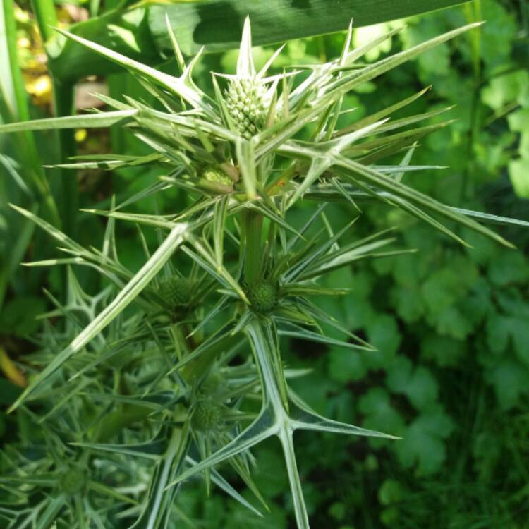 plant image 450968 plant image 450968