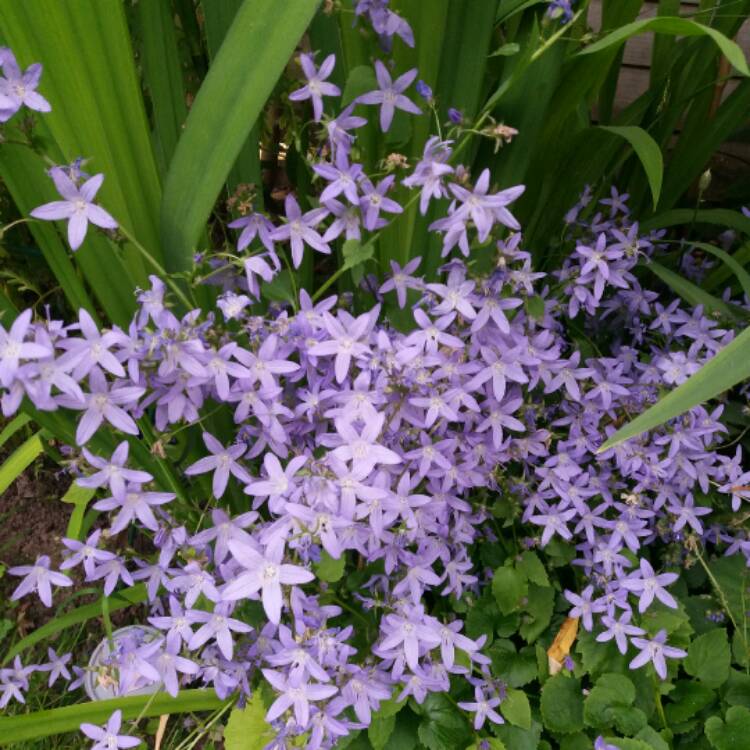 Plant image Campanula isophylla