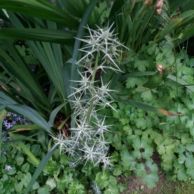 plant image 459866 plant image 459866