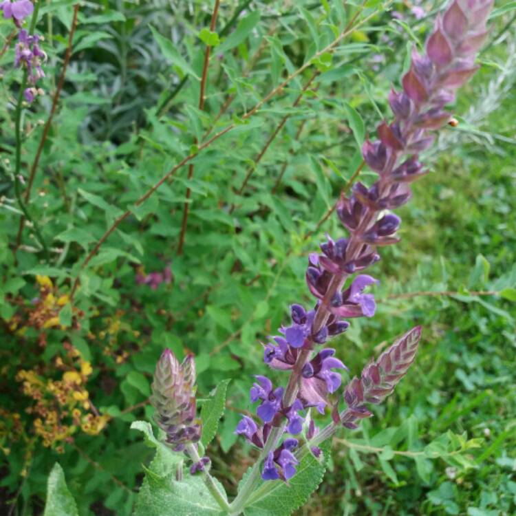 Plant image Salvia nemorosa 'Amethyst'