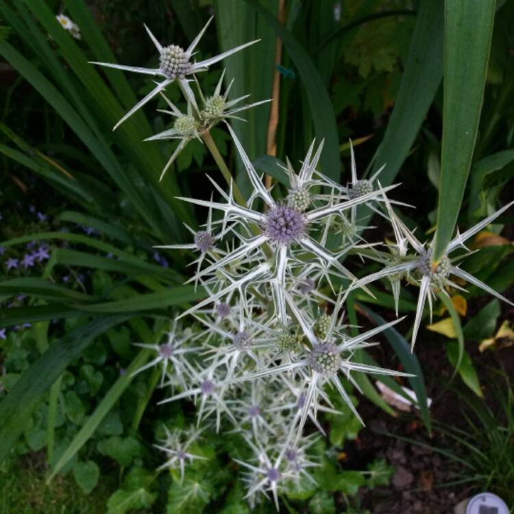 plant image 475519 plant image 475519