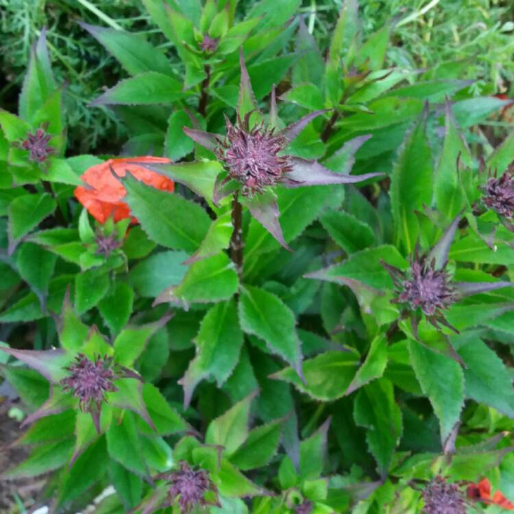 plant image 475542 plant image 475542