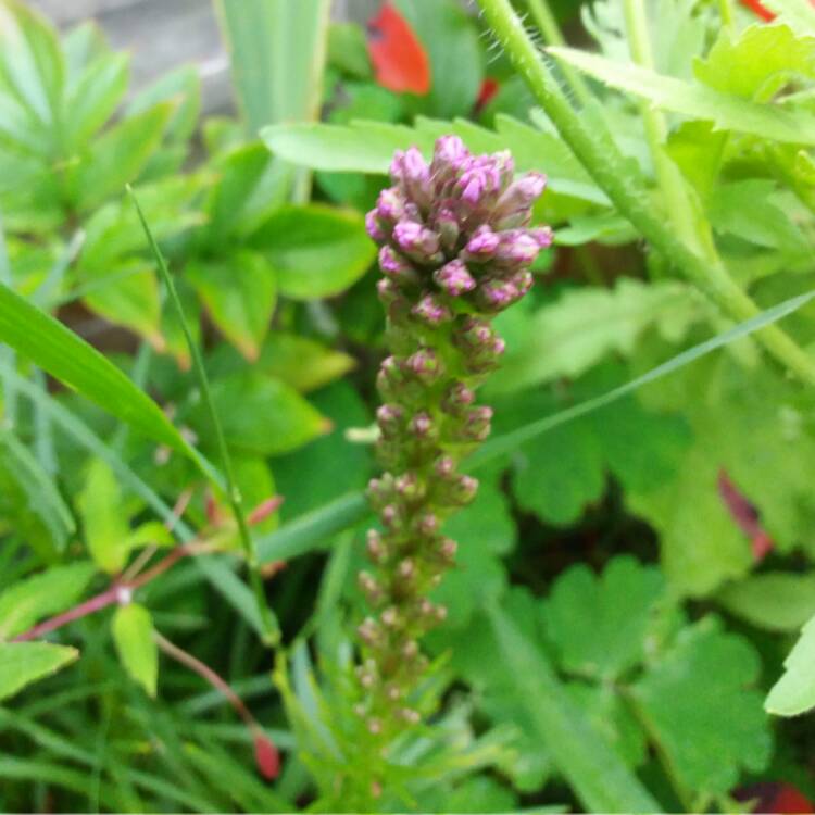 plant image 475553 plant image 475553