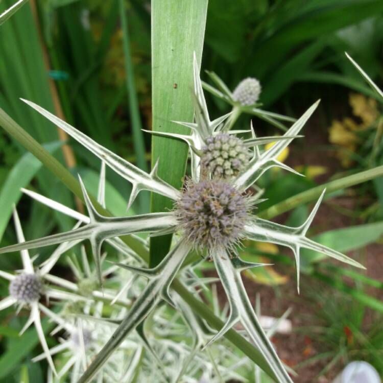 plant image 479168 plant image 479168