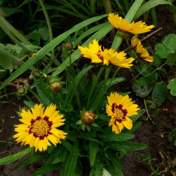 Plant image Coreopsis lanceolata 'Sterntaler'