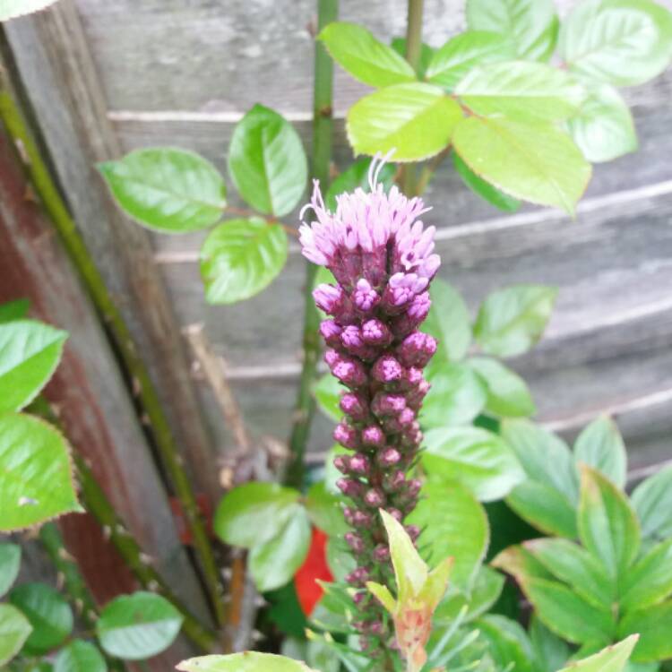 plant image 483631 plant image 483631