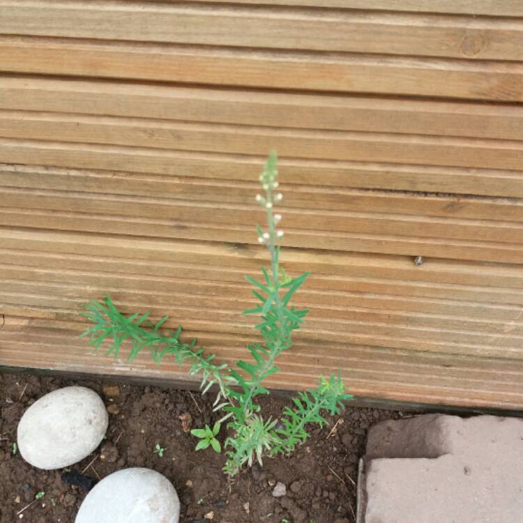 plant image 483655 plant image 483655