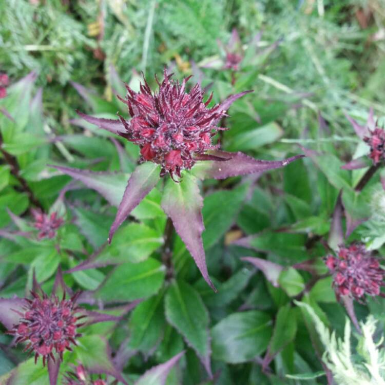 plant image 483662 plant image 483662