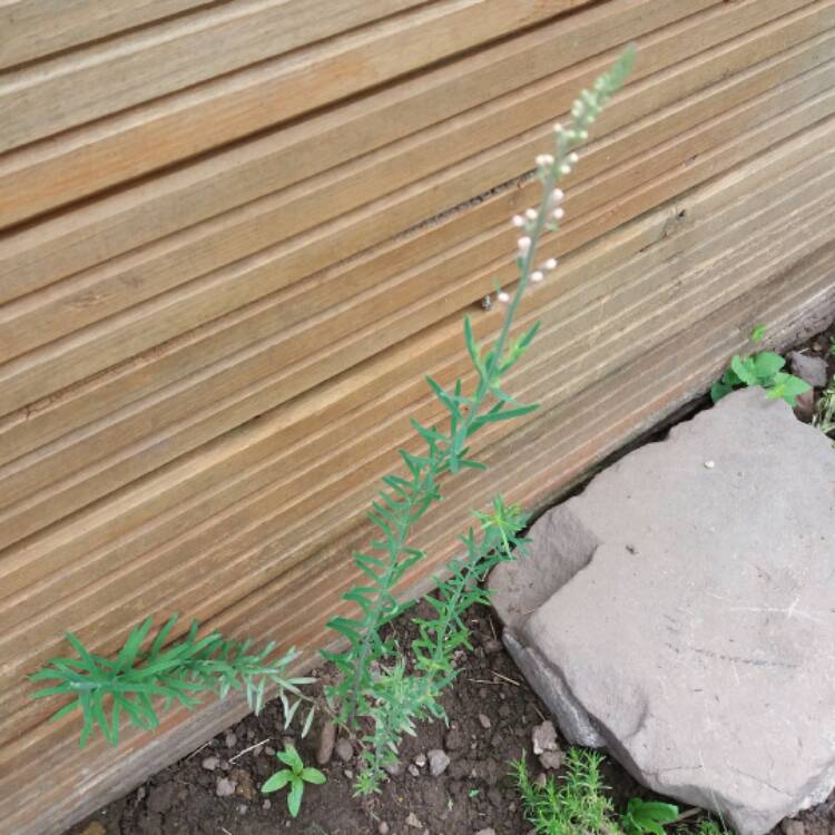 plant image 486119 plant image 486119
