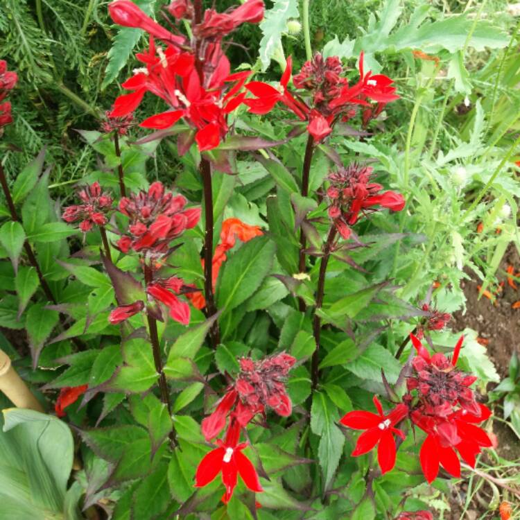 plant image 501782 plant image 501782