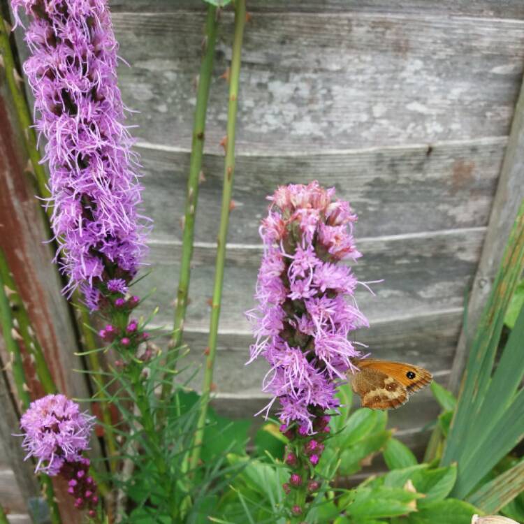 plant image 501783 plant image 501783